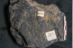 Foto (Detailansicht) von Cupanites novae zeelandiae Ettingshausen (NHMW-GEO-2024-0188-10249)